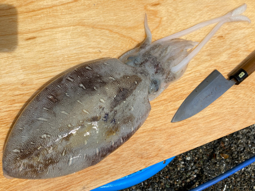 コウイカの釣果