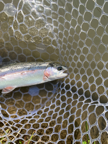 トラウトの釣果