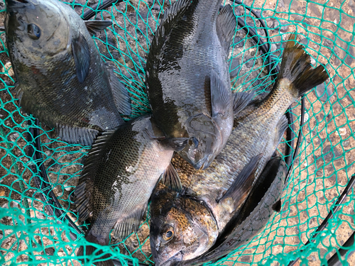 クロダイの釣果