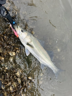 タイリクスズキの釣果