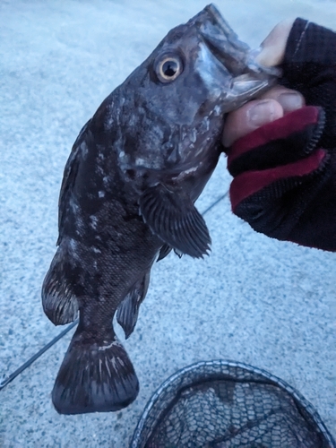 クロソイの釣果