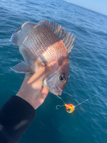 マダイの釣果