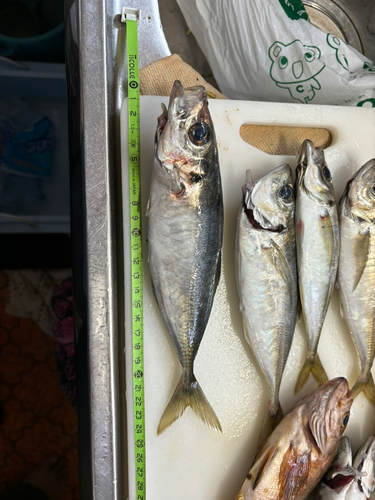 アジの釣果