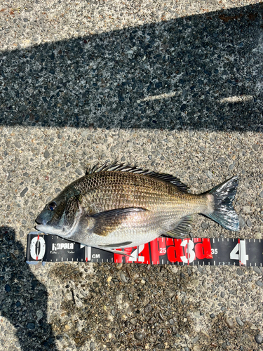 クロダイの釣果