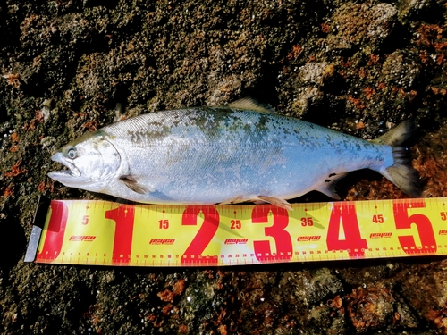 サクラマスの釣果