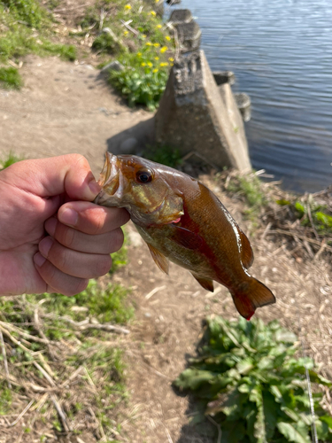 スモールマウスバスの釣果