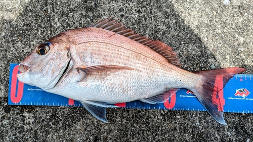 マダイの釣果