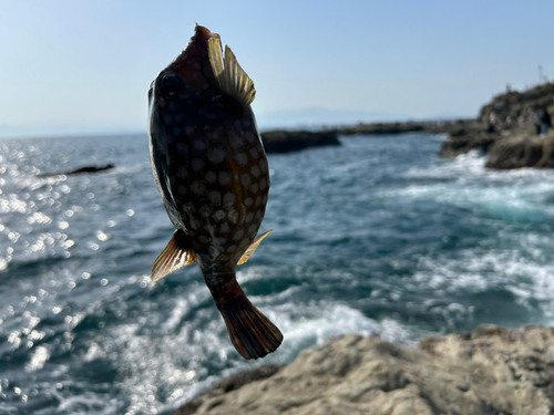 ハコフグの釣果