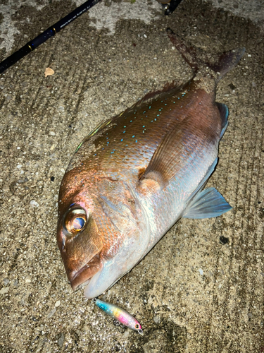 マダイの釣果