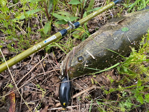 ライギョの釣果