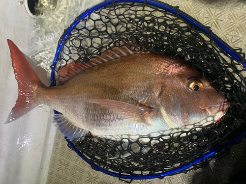 マダイの釣果