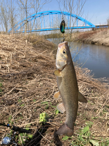 ウグイの釣果