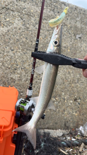 内房で釣れたニベの釣り・釣果情報 - アングラーズ