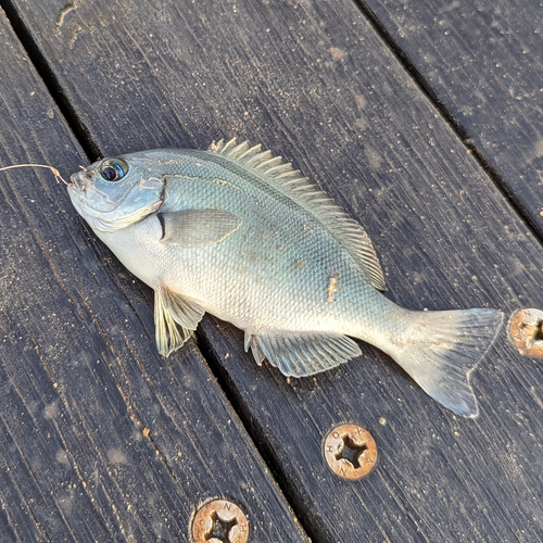 メジナの釣果