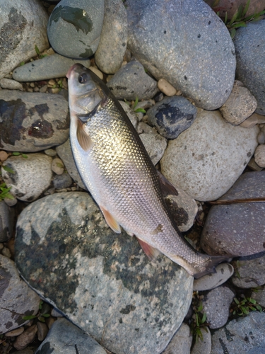 ウグイの釣果