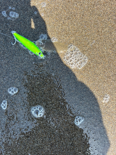 シタビラメの釣果