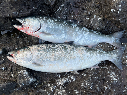 サクラマスの釣果