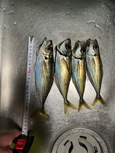 アジの釣果