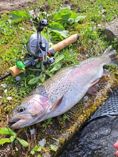 ニジマスの釣果