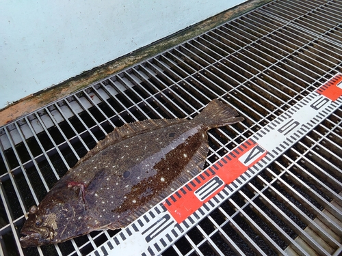 貧乏アングラー🐸 さんの 2024年04月16日のヒラメの釣り・釣果情報(鹿児島県 - 甲突川河口) - アングラーズ