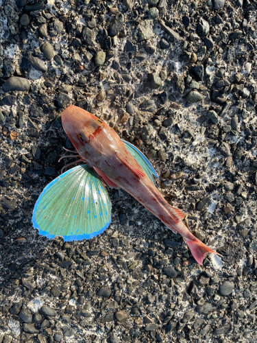 ホウボウの釣果