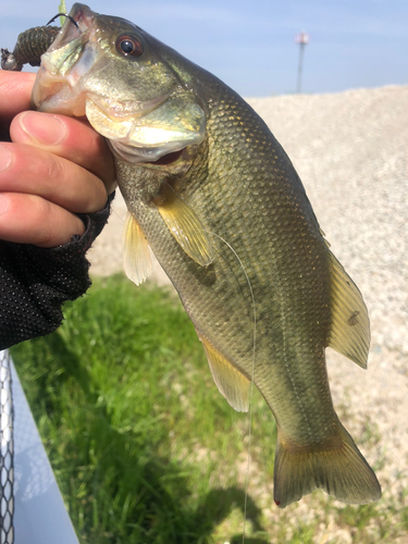 ラージマウスバスの釣果