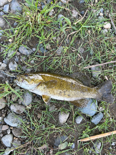 スモールマウスバスの釣果