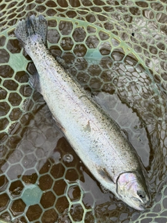 ニジマスの釣果