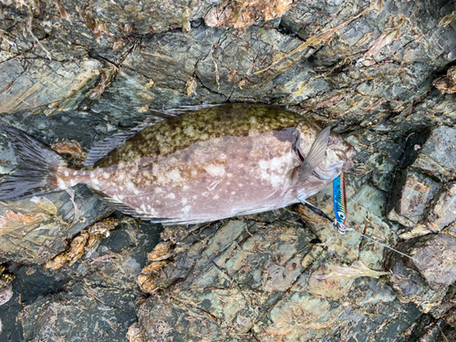 アイゴの釣果