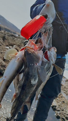 ホッケの釣果