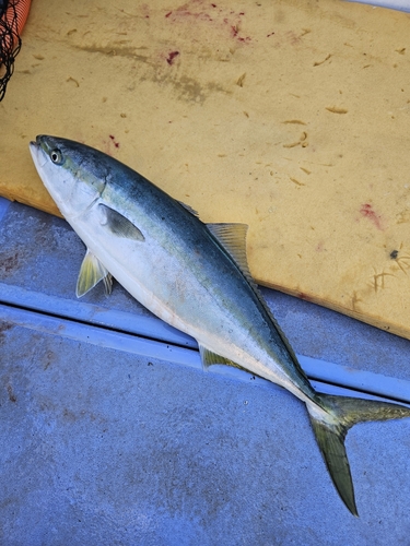 ワラサの釣果