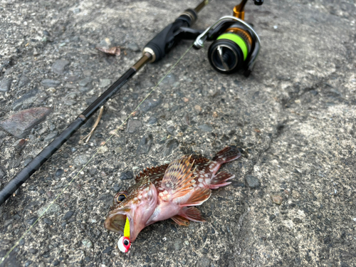 カサゴの釣果