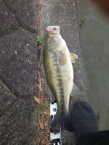 ブラックバスの釣果