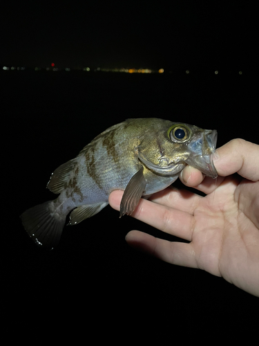 シロメバルの釣果