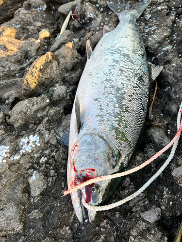 サクラマスの釣果