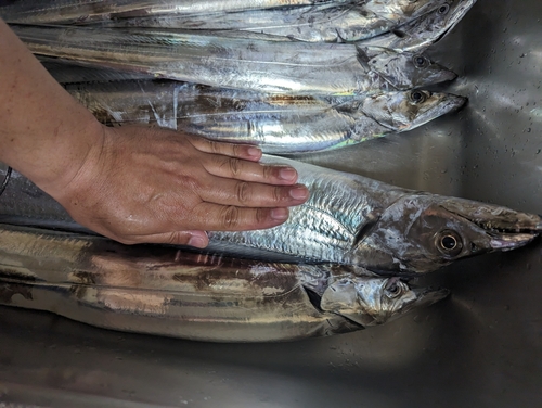 タチウオの釣果