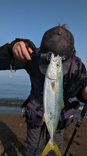 ワカシの釣果