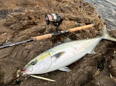 メジロの釣果