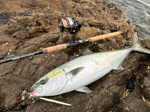 メジロの釣果