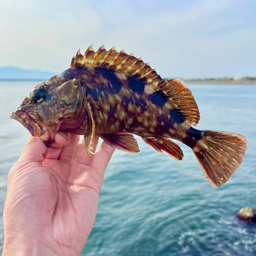 カサゴの釣果