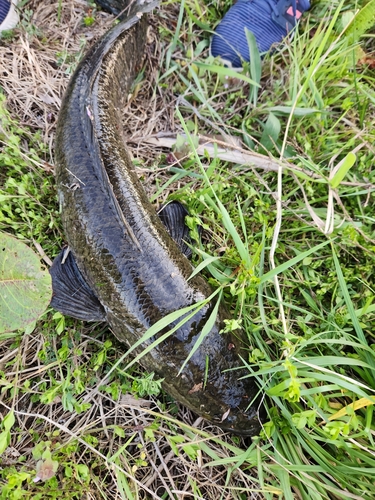 ライギョの釣果