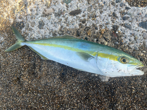 ワカシの釣果