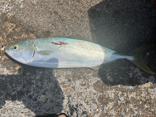 イナダの釣果