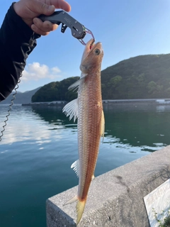 トカゲエソの釣果