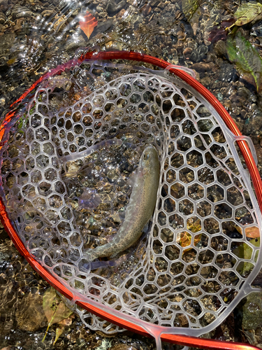 ニジマスの釣果