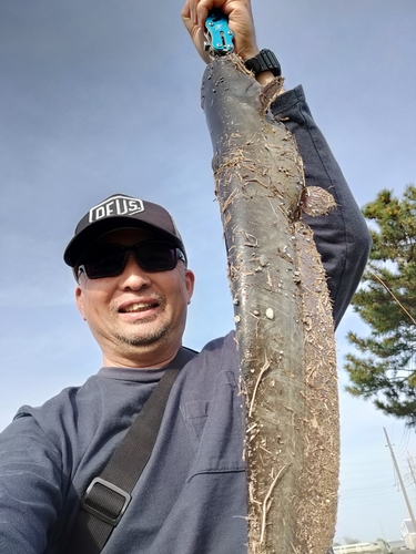 ナマズの釣果