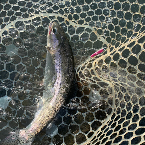 ニジマスの釣果