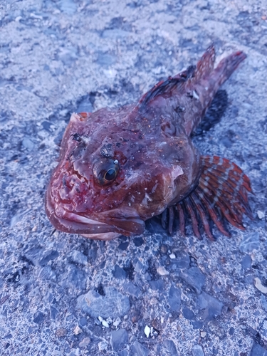 カジカの釣果