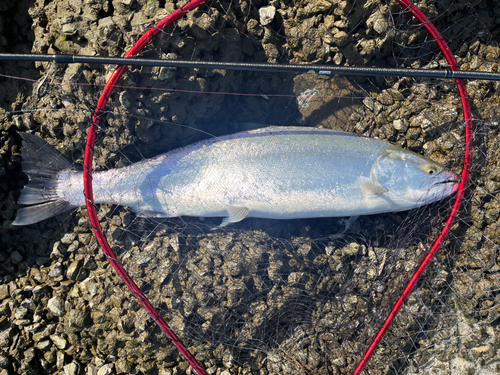 サクラマスの釣果