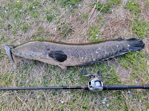 ライギョの釣果